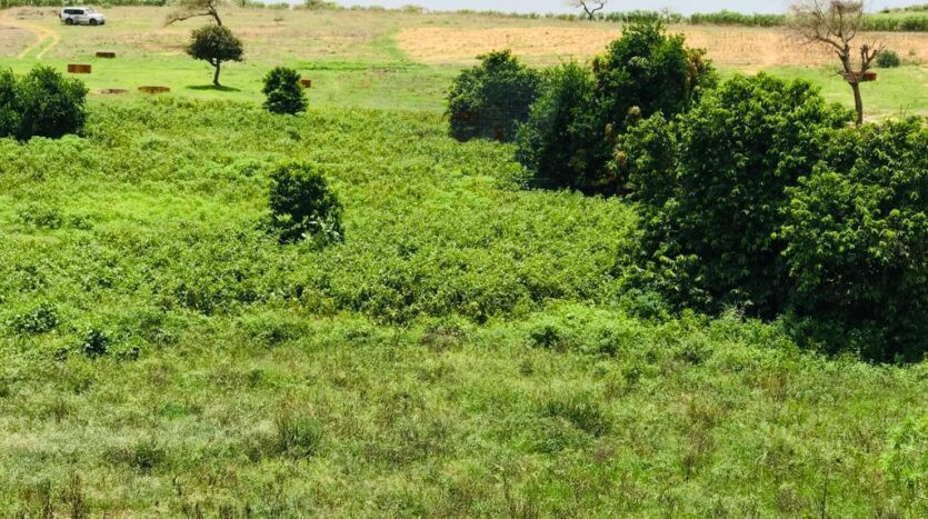Verger fruitier de 2,5 hectares, à 2km de la route principale de Diogo-Lompoul, a hauteur du village de sèlèwe. Diwaan Immo