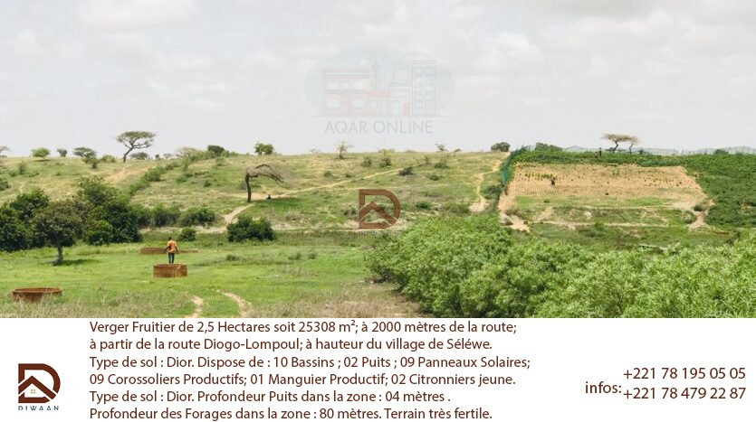 Verger fruitier de 2,5 hectares, à 2km de la route principale de Diogo-Lompoul, a hauteur du village de sèlèwe. Diwaan Immo